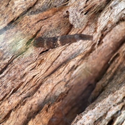 Psychidae (family) IMMATURE (Unidentified case moth or bagworm) at QPRC LGA - 20 Apr 2024 by Hejor1