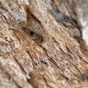 Psychidae (family) IMMATURE at QPRC LGA - 20 Apr 2024