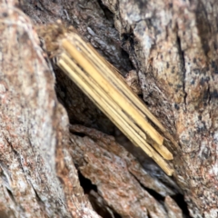Clania lewinii (Lewin's case moth) at QPRC LGA - 20 Apr 2024 by Hejor1