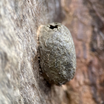 Opodiphthera (genus) (A gum moth) at QPRC LGA - 20 Apr 2024 by Hejor1