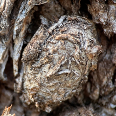 Lepidoptera unclassified IMMATURE (caterpillar or pupa or cocoon) at QPRC LGA - 20 Apr 2024 by Hejor1