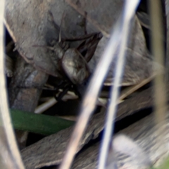 Grylloidea (superfamily) (Unidentified cricket) at Carwoola, NSW - 20 Apr 2024 by Hejor1