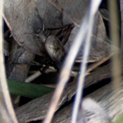 Grylloidea (superfamily) (Unidentified cricket) at Carwoola, NSW - 20 Apr 2024 by Hejor1