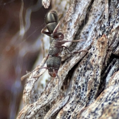 Rhytidoponera tasmaniensis at QPRC LGA - 20 Apr 2024 by Hejor1