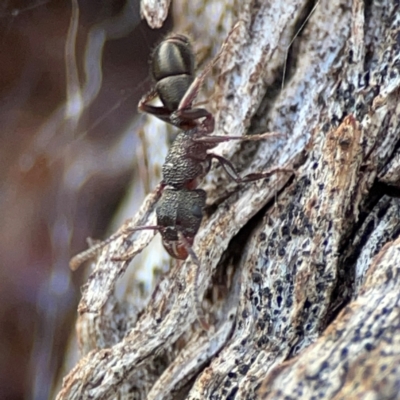Rhytidoponera tasmaniensis at Carwoola, NSW - 20 Apr 2024 by Hejor1
