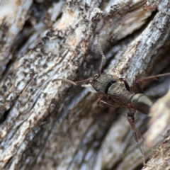 Rhytidoponera tasmaniensis at QPRC LGA - 20 Apr 2024