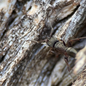 Rhytidoponera tasmaniensis at QPRC LGA - 20 Apr 2024