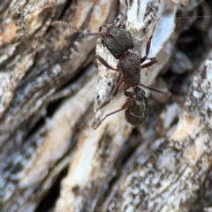 Rhytidoponera tasmaniensis at QPRC LGA - 20 Apr 2024