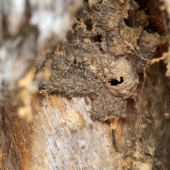 Apocrita (suborder) (Unidentified wasp) at Carwoola, NSW - 20 Apr 2024 by Hejor1