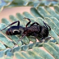 Rhytidoponera sp. (genus) at QPRC LGA - 20 Apr 2024