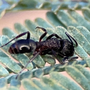 Rhytidoponera sp. (genus) at QPRC LGA - 20 Apr 2024