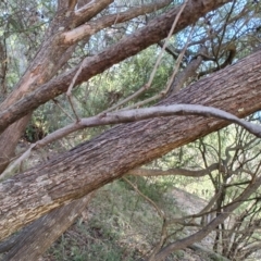 Acrophylla titan at QPRC LGA - suppressed