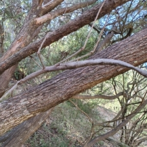 Acrophylla titan at QPRC LGA - suppressed