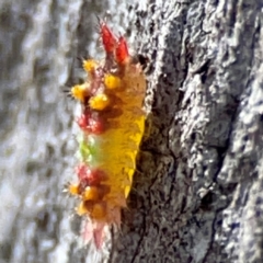 Doratifera oxleyi (Painted Cup Moth) at QPRC LGA - 20 Apr 2024 by Hejor1