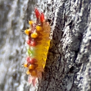 Doratifera oxleyi at QPRC LGA - 20 Apr 2024