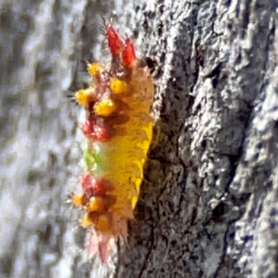 Doratifera oxleyi (Painted Cup Moth) at Carwoola, NSW - 20 Apr 2024 by Hejor1