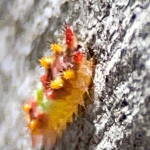 Doratifera oxleyi at QPRC LGA - 20 Apr 2024