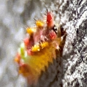 Doratifera oxleyi at QPRC LGA - 20 Apr 2024