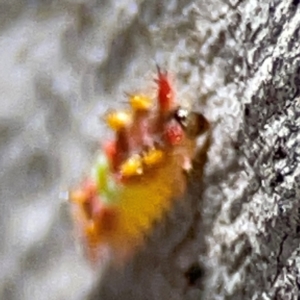 Doratifera oxleyi at QPRC LGA - 20 Apr 2024