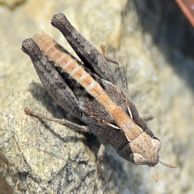 Cryptobothrus chrysophorus (Golden Bandwing) at QPRC LGA - 20 Apr 2024 by Hejor1