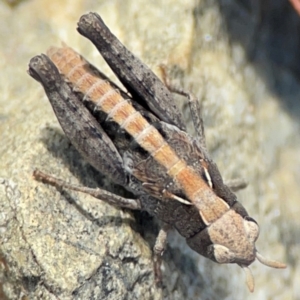 Cryptobothrus chrysophorus at QPRC LGA - 20 Apr 2024