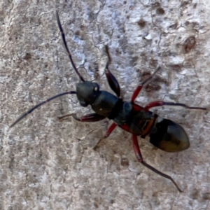 Daerlac cephalotes at QPRC LGA - 20 Apr 2024 10:35 AM