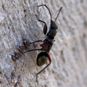 Daerlac cephalotes at QPRC LGA - 20 Apr 2024