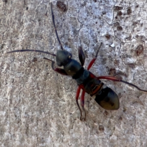 Daerlac cephalotes at QPRC LGA - 20 Apr 2024