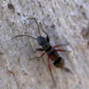 Daerlac cephalotes at QPRC LGA - 20 Apr 2024