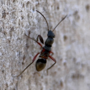 Daerlac cephalotes at QPRC LGA - 20 Apr 2024