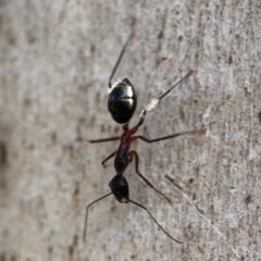 Camponotus intrepidus (Flumed Sugar Ant) at QPRC LGA - 20 Apr 2024 by Hejor1