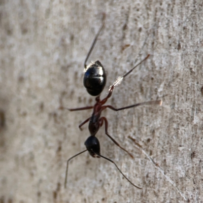 Camponotus intrepidus (Flumed Sugar Ant) at Carwoola, NSW - 20 Apr 2024 by Hejor1