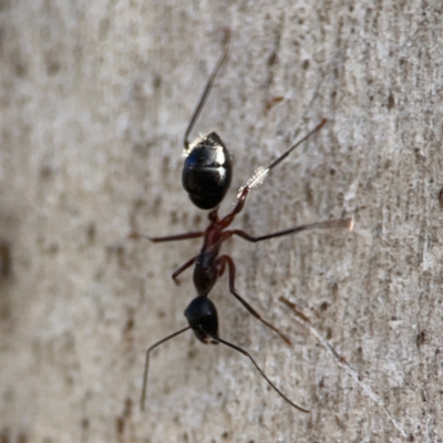 Camponotus intrepidus (Flumed Sugar Ant) at QPRC LGA - 20 Apr 2024 by Hejor1