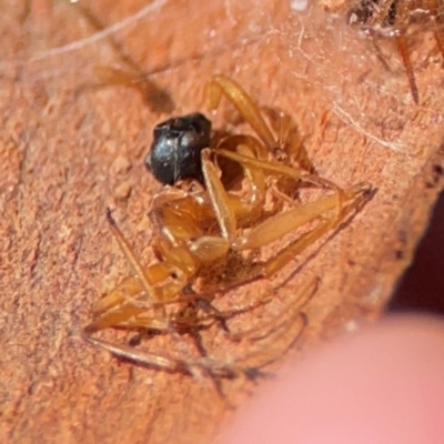 Camponotus sp. (genus) (A sugar ant) at QPRC LGA - 20 Apr 2024 by Hejor1