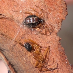 Camponotus sp. (genus) at QPRC LGA - 20 Apr 2024 10:41 AM