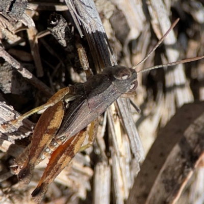 Phaulacridium vittatum (Wingless Grasshopper) at Carwoola, NSW - 20 Apr 2024 by Hejor1