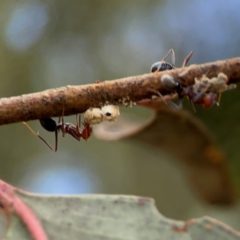 Iridomyrmex purpureus at QPRC LGA - 20 Apr 2024