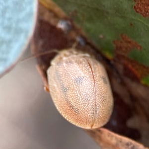 Paropsis atomaria at QPRC LGA - 20 Apr 2024 10:45 AM