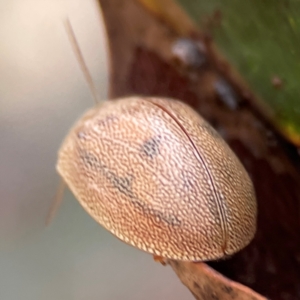 Paropsis atomaria at QPRC LGA - 20 Apr 2024