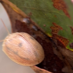 Paropsis atomaria at QPRC LGA - 20 Apr 2024