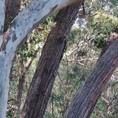 Colluricincla harmonica (Grey Shrikethrush) at Greenleigh, NSW - 19 Apr 2024 by LyndalT