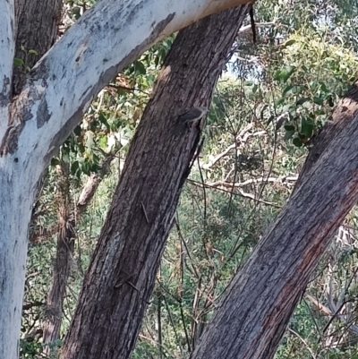 Colluricincla harmonica (Grey Shrikethrush) at Greenleigh, NSW - 19 Apr 2024 by LyndalT