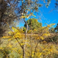 Gleditsia triacanthos (Honey Locust, Thorny Locust) at Mount Mugga Mugga - 20 Apr 2024 by Mike