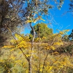 Gleditsia triacanthos (Honey Locust, Thorny Locust) at O'Malley, ACT - 20 Apr 2024 by Mike