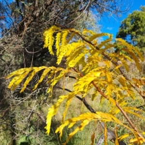 Gleditsia triacanthos at Mount Mugga Mugga - 20 Apr 2024