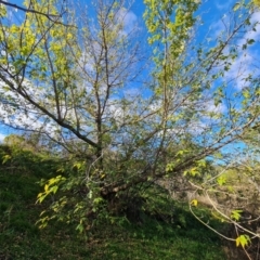 Acer negundo (Box Elder) at O'Malley, ACT - 20 Apr 2024 by Mike