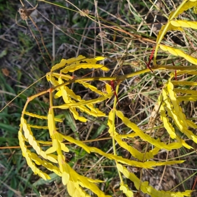 Gleditsia triacanthos (Honey Locust, Thorny Locust) at Mount Mugga Mugga - 20 Apr 2024 by Mike