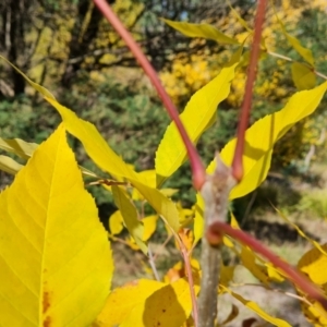 Fraxinus sp. at Mount Mugga Mugga - 20 Apr 2024 02:21 PM