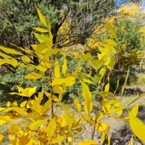 Fraxinus sp. at Mount Mugga Mugga - 20 Apr 2024 02:21 PM