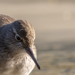 Actitis hypoleucos (Common Sandpiper) at TUG100: North-East Lake Tuggeronong - 19 Apr 2024 by rawshorty